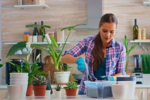 5 espécies de plantas para casa